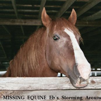 MISSING EQUINE Eb`s Storming Around, Near belle chasse, LA, 70037